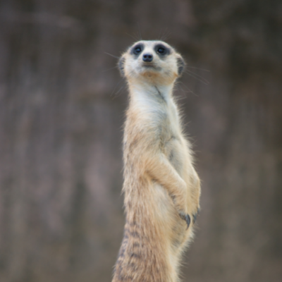 MEERCAT PLUSH TOY I 14,5 CM